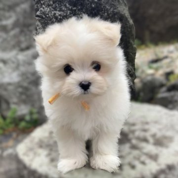 ポメマル(ポメラニアン×マルチーズ)【熊本県・女の子・2025年1月10日・クリーム】の写真「甘えん坊でモフモルの女の子✨」