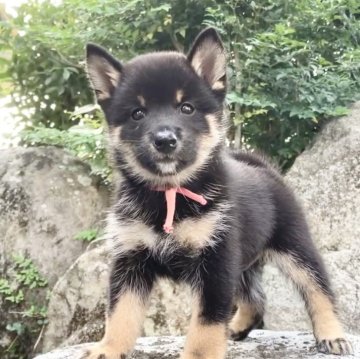 豆柴【熊本県・男の子・2025年8月28日・黒】の写真「毛量多めでムチムチの男の子✨」