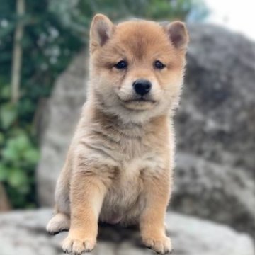 柴犬(豆柴)【熊本県・女の子・2024年11月28日・赤】の写真「まんまるでムチムチの女の子✨」