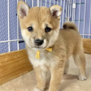 柴犬(豆柴)【熊本県・女の子・2025年6月2日・赤】の写真「まんまるでムチムチの女の子✨」