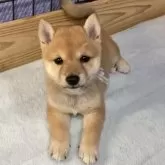 豆柴
