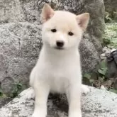 豆柴【熊本県・女の子・2025年8月28日・白】の写真1