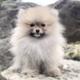 ポメラニアン