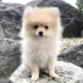 ポメラニアン