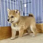 豆柴【熊本県・女の子・2025年6月2日・赤】の写真2