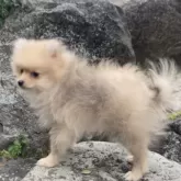 ポメラニアン【熊本県・男の子・2024年12月2日・クリームセーブル】の写真2