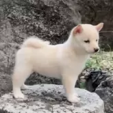 豆柴【熊本県・男の子・2025年8月19日・白】の写真2