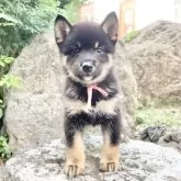 豆柴【熊本県・男の子・2025年8月28日・黒】の写真3