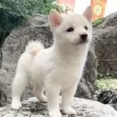 豆柴【熊本県・男の子・2025年8月19日・白】の写真4