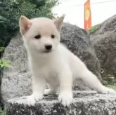 豆柴【熊本県・女の子・2025年8月28日・白】の写真4