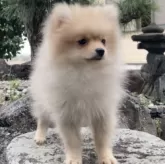 ポメラニアン【熊本県・男の子・2024年12月2日・クリームセーブル】の写真5