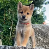 豆柴【熊本県・男の子・2025年8月19日・赤】の写真5