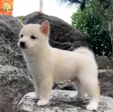 豆柴【熊本県・男の子・2025年8月19日・白】の写真5