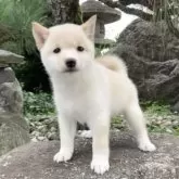 豆柴【熊本県・女の子・2025年8月28日・白】の写真7