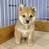 豆柴【熊本県・女の子・2025年6月2日・赤】の写真7