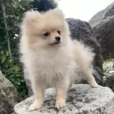 ポメラニアン【熊本県・男の子・2024年12月2日・クリームセーブル】の写真8