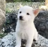 豆柴【熊本県・男の子・2025年8月19日・白】の写真7