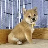 豆柴【熊本県・女の子・2025年6月2日・赤】の写真8