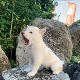 豆柴【熊本県・男の子・2025年8月19日・白】の写真8