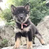 豆柴【熊本県・男の子・2025年8月28日・黒】の写真9