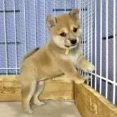 豆柴【熊本県・女の子・2025年6月2日・赤】の写真9