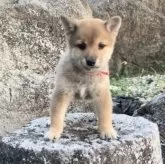 豆柴【熊本県・男の子・2025年8月19日・赤】の写真8