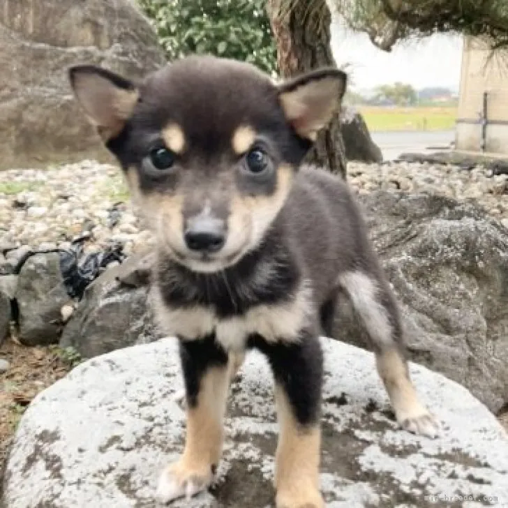 K.N 様のお迎えした子犬