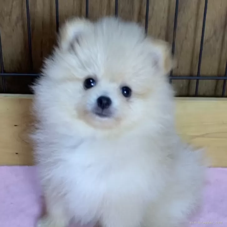 ID：2407-05251の子犬