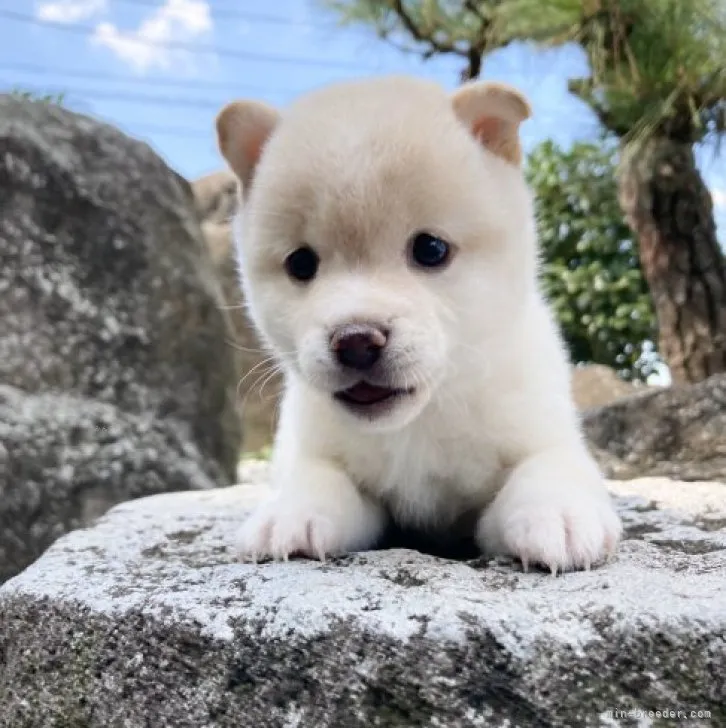 ID:2309-02095の子犬