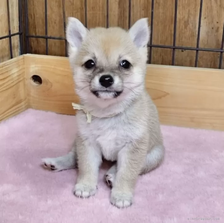 ID：2409-00136の子犬