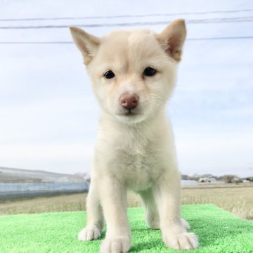 柴犬(豆柴)【熊本県・女の子・2023年11月25日・白】の写真「やさしげフェイスの女の子✨」