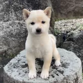 豆柴【熊本県・男の子・2023年11月21日・白】の写真1