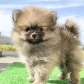 ポメラニアン【熊本県・男の子・2023年8月11日・オレンジセーブル】の写真1