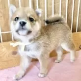 豆柴【熊本県・男の子・2024年4月2日・赤】の写真2