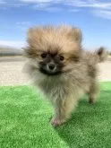 ポメラニアン【熊本県・男の子・2023年8月11日・オレンジセーブル】の写真4