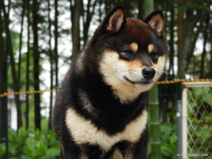 当犬舎のチャンピオン犬です！｜大塚　維國(おおつか　これくに)ブリーダー(熊本県・柴犬・一般社団法人日本豆柴犬協会登録)の紹介写真1