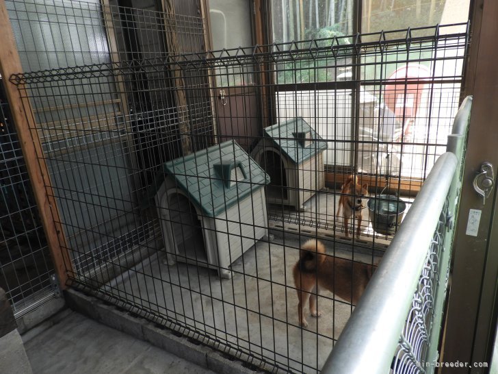 平飼いの犬舎内で、毎日清掃しています！｜大塚　維國(おおつか　これくに)ブリーダー(熊本県・柴犬・一般社団法人日本豆柴犬協会登録)の紹介写真4