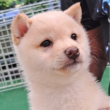 豆柴【熊本県・男の子・2025年3月25日・白】の写真「☆豆柴の子犬たくさん掲載中です☆」
