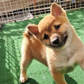 柴犬(豆柴)【熊本県・女の子・2024年9月18日・赤】の写真「☆豆柴の子犬たくさん掲載中です☆」