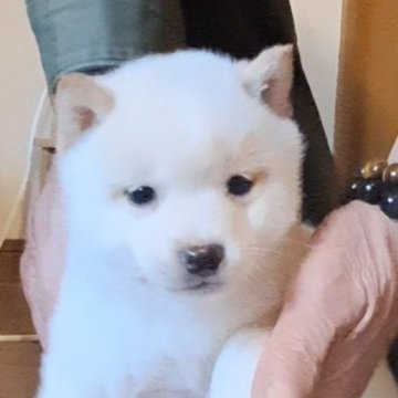 柴犬(豆柴)【熊本県・男の子・2024年12月19日・白】の写真「☆豆柴の子犬たくさん掲載中です☆」