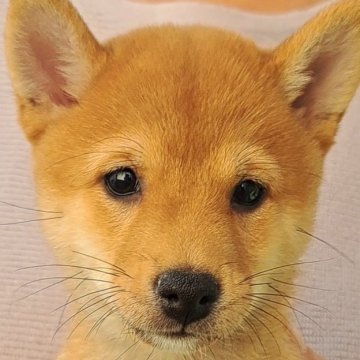 柴犬(豆柴)【熊本県・女の子・2025年8月24日・赤】の写真「☆豆柴の子犬たくさん掲載中です☆」