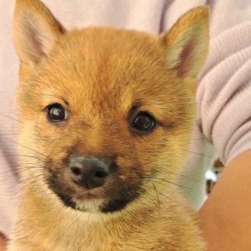 豆柴【熊本県・男の子・2025年8月30日・赤】の写真「☆豆柴の子犬たくさん掲載中です☆」