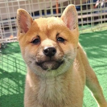 柴犬(豆柴)【熊本県・男の子・2024年9月18日・赤】の写真「☆豆柴の子犬たくさん掲載中です☆」
