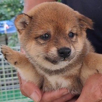 柴犬(豆柴)【熊本県・女の子・2025年5月29日・赤】の写真「☆豆柴の子犬たくさん掲載中です☆」