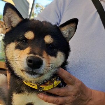 柴犬(豆柴)【熊本県・男の子・2024年6月10日・黒】の写真「☆しっぽふりふり元気な男の子☆」