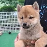 豆柴