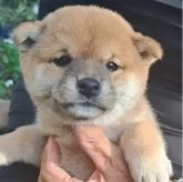 豆柴