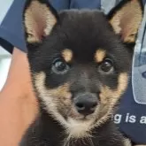 豆柴