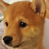 豆柴【熊本県・女の子・2025年8月24日・赤】の写真2