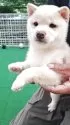 豆柴【熊本県・男の子・2025年3月25日・白】の写真2